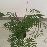 گل طبیعی|گل و گیاه طبیعی|دهلران, |دیوار