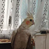 گمشده عروس هلندی