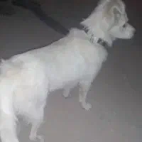 سگ معاوضه|سگ|شهرکرد, |دیوار