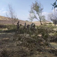 چوب گردوبرای ذغال