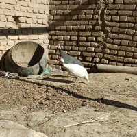 مرغ شاخدار|حیوانات مزرعه|سبزوار, رباط|دیوار