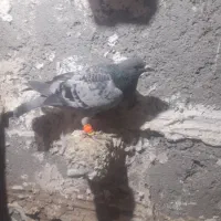 کفتر|پرنده|تربت‌حیدریه, پائین ولایت|دیوار