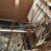 ی جفت عروس هلندی بالغ|پرنده|گرمسار, |دیوار