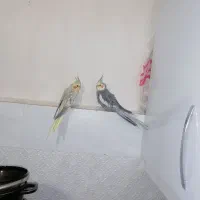 یک جفت عروس هلندی سالم و سرحال|پرنده|گلبهار, شهر جدید گلبهار|دیوار