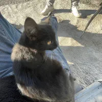 گربه سیاه|گربه|اردبیل, |دیوار