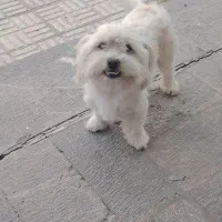 سگ نژادشیتزو