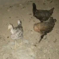 باریک وخروس محلی|حیوانات مزرعه|دهدشت, |دیوار