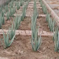 آلوئه ورا|گل و گیاه طبیعی|خاوران, |دیوار