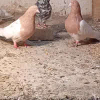 کبوتر کله ای