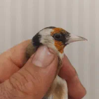 سهره جوجه|پرنده|لاران, |دیوار