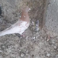 کفتر کله جفتگاه|پرنده|مشهد, چهاربرج|دیوار