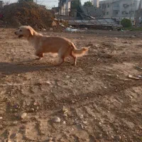 فروش فوری سگ پاکوتاه اشپیلز پامر