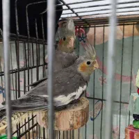 طوطی عروس سه عدد|پرنده|کیاشهر, |دیوار