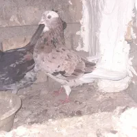 کبوترسرورپرشی