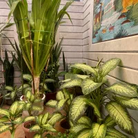 گل دیفن|گل و گیاه طبیعی|مبارکه, |دیوار