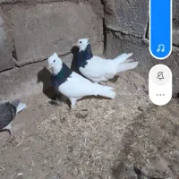 کود کبوتر وگوسفند