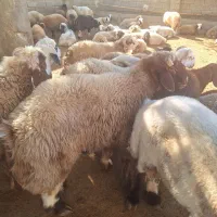 بره چاق برای قصاب بع فروش میرسد