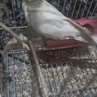 عروس هلندی|پرنده|اندیمشک, |دیوار