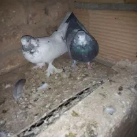 کبوترپرشی|پرنده|پاکدشت, پاکدشت (مامازند)|دیوار