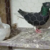 کبوتر