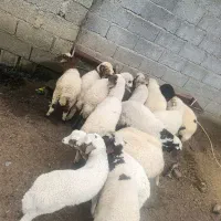 بره  نروماده