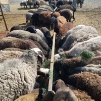 بره،شیشک،قوچ|حیوانات مزرعه|جوادآباد, |دیوار