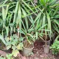 گل یوکا آپارتمانی تعداد بالا تک و عمده