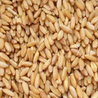 گندم حدود ۱۸۰ کیلو