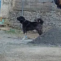 توله سگ قدریجونی