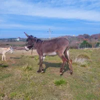 خر نر|حیوانات مزرعه|قائمشهر, |دیوار