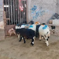 بره نر درجه یک چاق بره ماده|حیوانات مزرعه|مرودشت, دولت آباد|دیوار