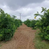 ۲۰هزار متر زمین جاده دریا گهرباران قابل ساخت ساز|فروش زمین و ملک کلنگی|طبقده, |دیوار
