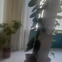 گلهای طبیعی بسیار زیبا و عالی به قیمت مناسب