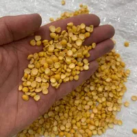 فروش عمده لپه آذرشهر