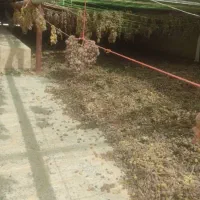 کشمش محلی درجه یک