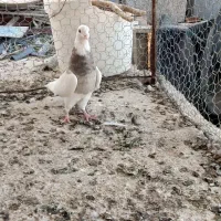 سینه سوسنی طوقی سوسنی|پرنده|مرودشت, استادیوم‎|دیوار