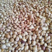 فروش لوبیا چیتی