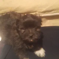 واگذاری توله اشپیز تریر