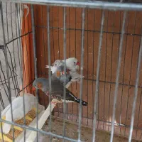 ۵ عدد فنچ همراه با قفس|حراج|یاسوج, |دیوار