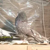 کبوتر تهرونی تعداد نوک ریز کشیده سرور|پرنده|تهران, ستارخان|دیوار