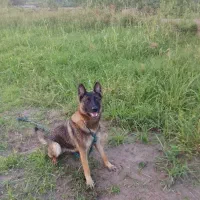 فروش سگ ژرمن شپرد|سگ|رودسر, |دیوار