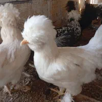 مرغ خروس سلطان اصل|پرنده|آران و بیدگل, |دیوار