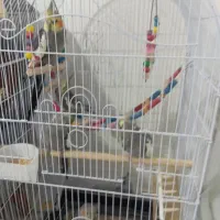 5 تا عروس هلندی