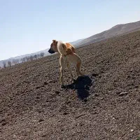 سگ پژدر سراب میکس