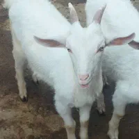 بزغاله‌سالنی‌