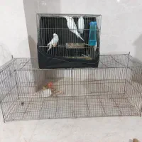 قفس|لوازم جانبی حیوانات|زنجان, |دیوار