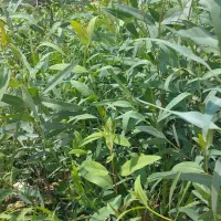 نهال اکلیتوس موجود