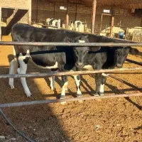 گوساله ماده گاو تلیسه صنعتی ۳۰۰ کیلو