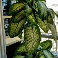 گل دیفن باخیا