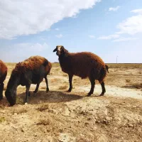 قوچ هترو افشاری|حیوانات مزرعه|فیروزه, |دیوار